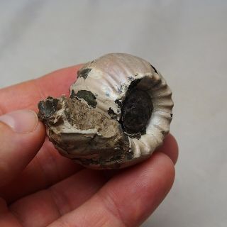 RARE 50x35mm Erymnoceras doliforme Ammonite Pyrite Fossil Ryazan Russia 2