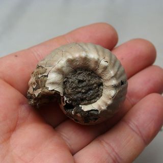 RARE 50x35mm Erymnoceras doliforme Ammonite Pyrite Fossil Ryazan Russia 3