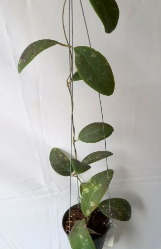 1 Pot,  20 - 22 Inches Rooted Plant Of Hoya Rinzii Splash Leaves Very Rare
