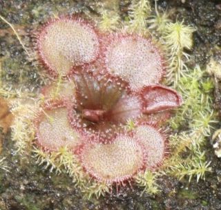 Rare Drosera Falconeri Carnivorous Plant Sundew