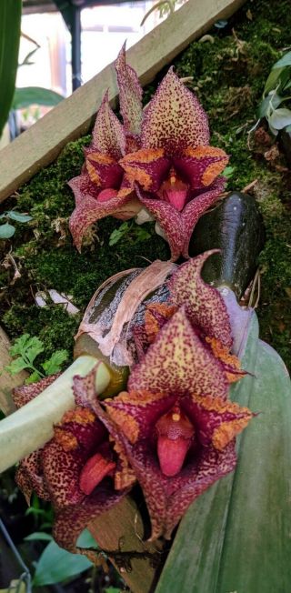 Bulbophyllum Macrobulbon Established 2 Plant Basket Rare Orchid Species