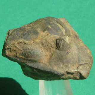 Extremely Rare Trilobite Fossil Cephalon Malvinocooperella Pregiganteus