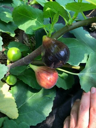 Rare Fig Cuttings : Black Jack