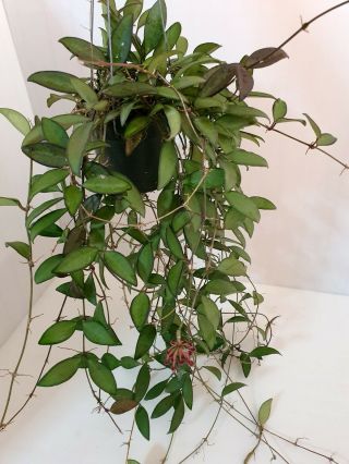 1 Pot,  10 - 12 Inches Rooted Plant Of Hoya Losita Very Rare