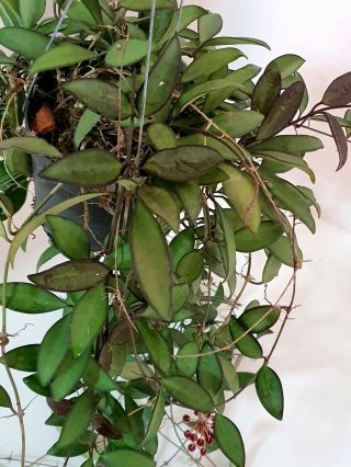 1 pot,  10 - 12 inches rooted plant of Hoya losita Very Rare 3