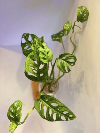 Rare Monstera Adansonii - Swiss Cheese Plant.  Three Rooted Cuttings