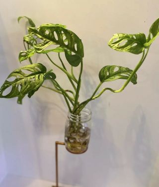 RARE Monstera Adansonii - Swiss Cheese Plant.  Three Rooted Cuttings 3