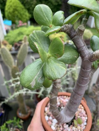 Crassula ovata ' Denethor ' Extremely RARE Cutting Succulent Exclusive Bonsai Jade 2