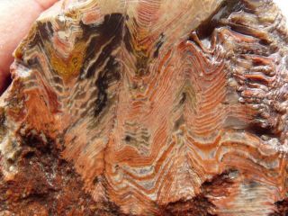 Rimrock: 2.  95 Lbs Rare Cow Valley Petrified Agatized Herringbone Wood Rough