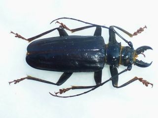 Very Rare Prioninae Anthracocentrus Capensis Male Very Big 56mm,  Namibia