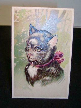 Antique Animal Postcard - C1905 - 15 Era,  Feline Cat W/ Purple Bow,  Kitten