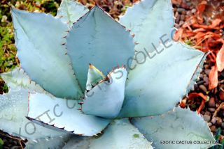 Rare Agave Titanota Blue @j@ Hardy Exotic Succulent Aloe Rose Seed 100 Seeds