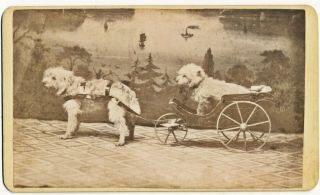 Rare Cdv 2 Dogs,  One In Cart,  One Pulling Cart,  Taunton,  Ma Woodward & Son Photo