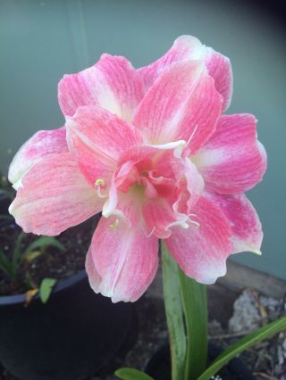 Dble Hippeastrum " Pink Frills” Flower - 12mth Offset Bulb - Rare Shape