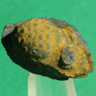 Extremely Rare Trilobite Fossil Cephalon Bouleia Dangincourti