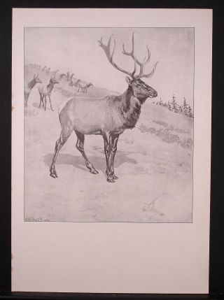 Fine Antique 1904 Print,  A B Frost,  King Of The Herd,  Stag,  Hunting,  Leadership