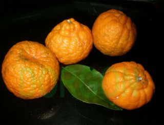 Japan Nodules Dekopon Rare Japanese Citrus Sweet & Flavorful Variety 6 Seeds
