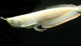 (1) Albino Silver Arowana 3 - 4 ",  Live Tropical Fish,  Rare Fish,  Fish Tank Fish