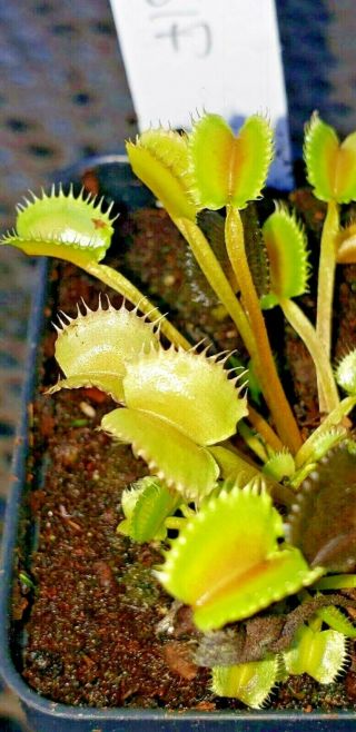 Rare Carnivorous Venus Flytrap Plant " Mini Wolf "