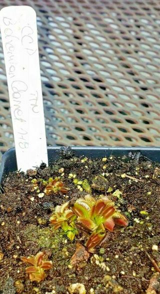 Rare Carnivorous Venus Flytrap Plant " Bohemian Garnet "