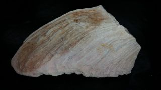 Rare Collectible Mammoth Tooth Fossil From Mississippi