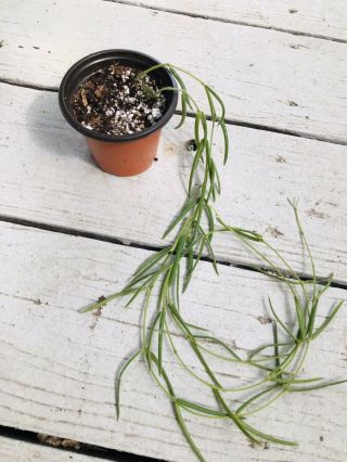 056 Rare Hoya Linearis Wax Plant Long Easy And Cute ❤️