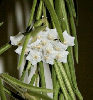 056 RARE Hoya Linearis wax Plant Long Easy And Cute ❤️ 3