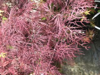 Japanese Maple Red Filigree Lace Rare High Grafted