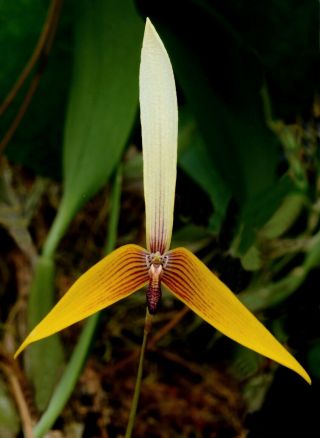 Bulbophyllum Quadrangulare Very Rare Orchid Species Miniature