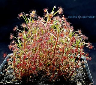 Drosera Paradoxa - Carnivorous Plant Sundew Very Rare