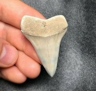 Rare 1.  73 " Lee Creek Aurora Mako Shark Tooth Teeth Fossil Sharks Necklace Meg