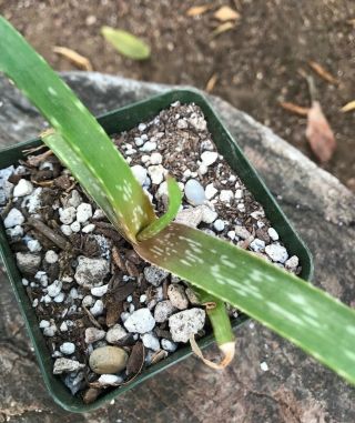 A,  Aloe MAWII (Kuhzi) VERY Rare Tree Aloe Aloidendron mawii 3