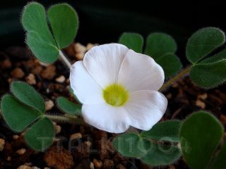 Oxalis Ambigua Light Pink Flw / 1 M Size Bulb Must Collect Rare Plant