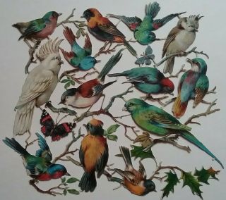 Antique,  Chromo,  Embos Large Victorian Scrap,  Variety Of Birds,  All Joined 26x23cm