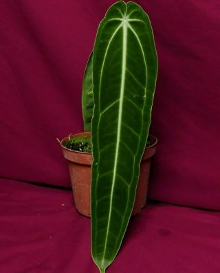 Anthurium Warocqueanum Rare Velvet Aroid Plant