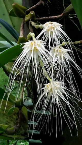 Orchid Species Bulbophyllum Medusae Blooming Size 1 Plant /free / Rare