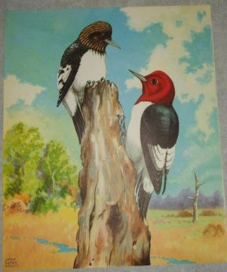 Woodpeckers Vintage 10 X 12 Jacob Bates Abbott Art Print 1942