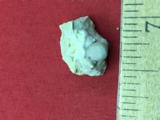 Geological Enterprises Rare Trilobite Sphaerocoryphe Bromide Fm.  Head