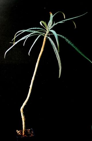 Boswellia Elongata A Frankincense Rc Plant Rare Offer Boswellia Elongata Plant