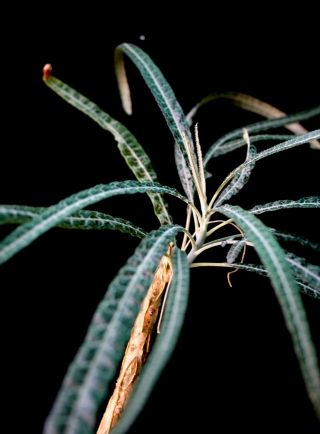Boswellia elongata A Frankincense RC Plant Rare Offer Boswellia elongata plant 2
