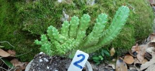 Euphorbia Horrida Cristata Rare Form / Cactus