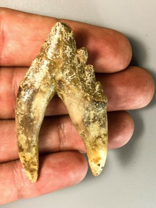 Top Rare Eocene 2.  25 Inch Basilosaur Archeocete Molar Tooth S0049