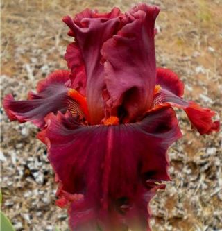 Iris Roots Bulb Bonsai Flower Rare Perennial Landscape Fragrant Beautifying Gift