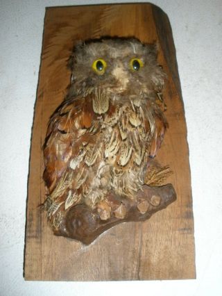 Rare Owl On Wooden Board With Real Feathers Unique 6 " X 11 "