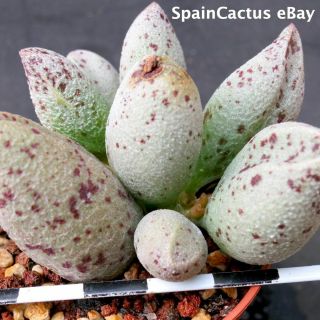 Adromischus marianiae var alveolatus “PA 2027” rare succulent plant 15/9 2