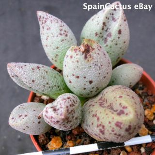 Adromischus marianiae var alveolatus “PA 2027” rare succulent plant 15/9 3