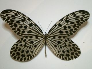 Insect/butterfly/moth Set B5626 Very Rare Idea Stolli,  Jasonia,  Lynceus: 13 Cm