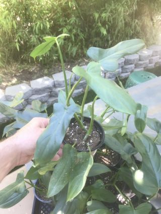 Philodendron Bipennifolium Glaucophyllum Blue Horse Head Aroid Rare 6 - 12” Plant