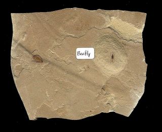 Extinctions - Extremely Detailed Beefly Insect Fossil - Green River - Very Rare