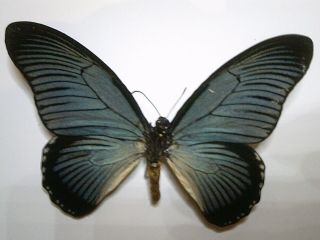 Real Butterfly/moth/insect Non Set B5659: Rare Large Papilio Zalmoxis: Africa: